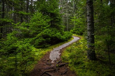 Dirt road amidst trees in forest