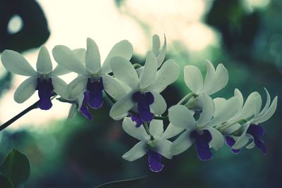 Close-up of purple flowering plant