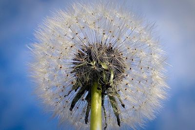 Close-up of dandelion flower