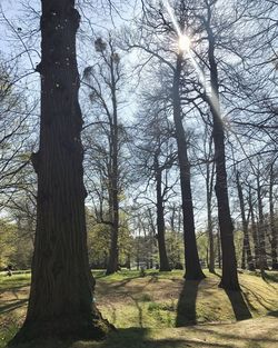 Trees against sky