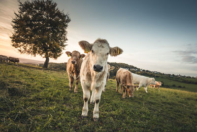 Cows standing on field against sky