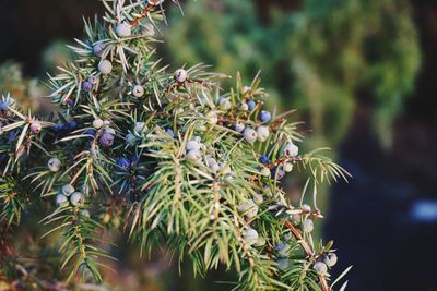 Close-up of green juniper tree