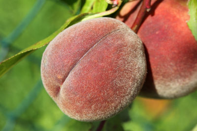 Close-up of strawberry