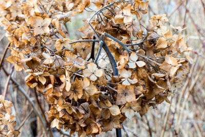 Close-up of wilted flowers