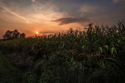 Plants growing on field against sky during sunset