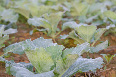 Close-up of green leaves on plant