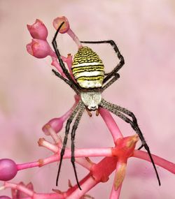 Close-up of argiope spider on pink flower