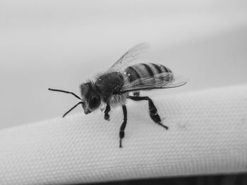 Close-up of bee