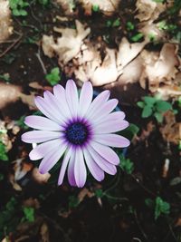 Close-up of purple flower