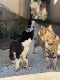 Cats on footpath