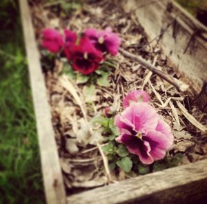 Close-up of pink flowers blooming outdoors