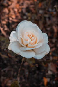 Close-up of white rose on field