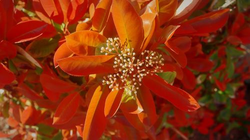 Close-up of red flowering plant