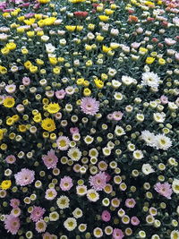 Full frame shot of multi colored flowering plants