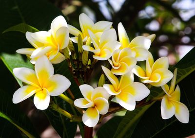 Close-up of yellow flowers