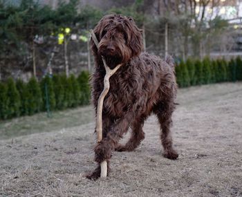 Dog playing with stick on field