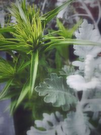 Close-up of plant