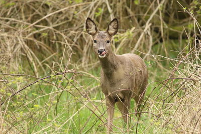 Close-up of deer standing on field