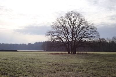 Bare trees on field against sky