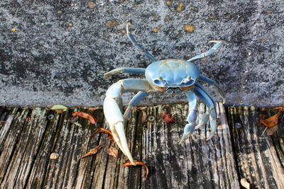 Close-up of insect on wood