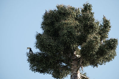 Low angle view of tree against clear sky