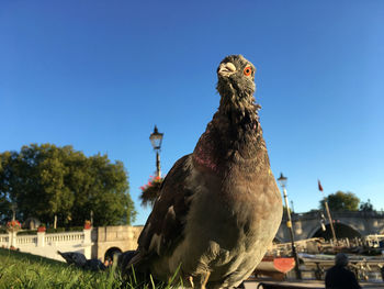 Close-up of pigeon on grass against clear blue sky