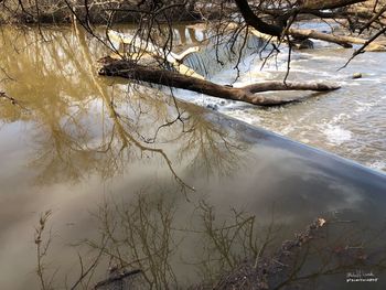 Bare tree by lake