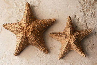 Starfish in sea