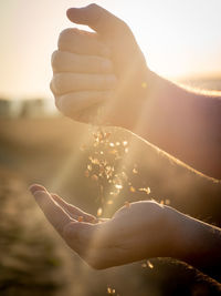 Man pouring wheat grains from one hand to another