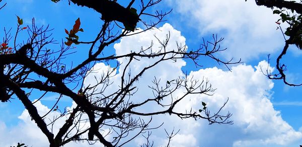 Low angle view of silhouette bare tree against sky