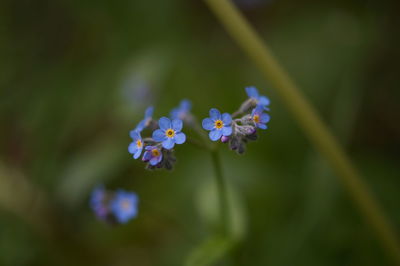 Close-up of purple flowers