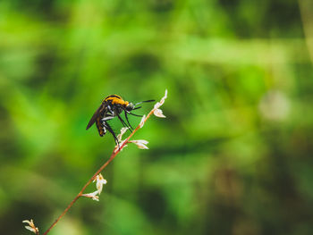 Close-up of insect on plant