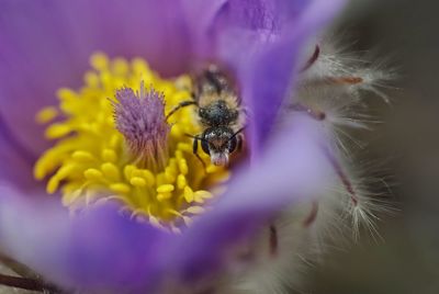 Close-up of honey bee on flower
