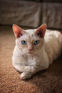 Close-up portrait of cat