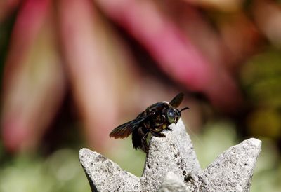 Close-up of insect perching on leaf