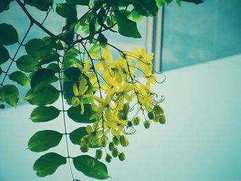 Low angle view of leaves