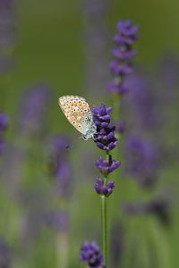 Butterfly on flower