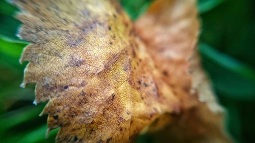 Close-up of tree trunk