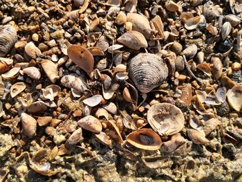 High angle view of snail on pebbles