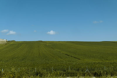 Scenic view of agricultural field against sky