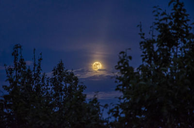Low angle view of silhouette trees against sky at night