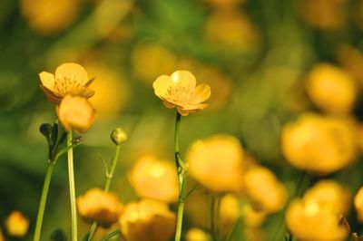 Close-up of yellow flowering plants on field