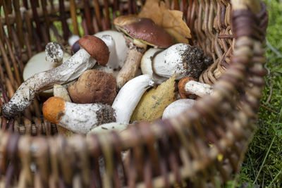 Close-up of mushrooms in basket