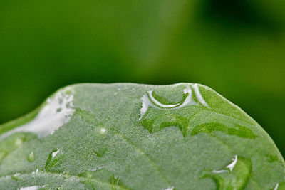 Close-up of wet leaf