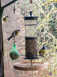 Close-up of bird perching on feeder