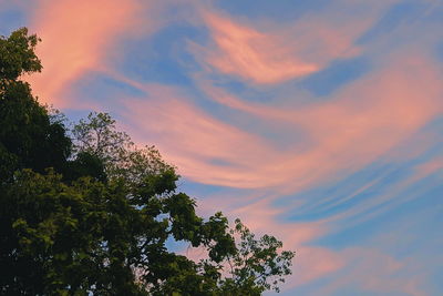 Low angle view of tree against sky during sunset