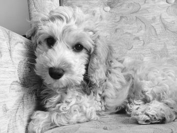 Close-up portrait of dog