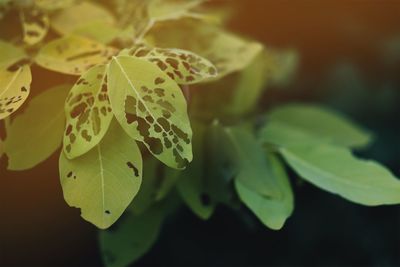 Close-up of yellow leaves