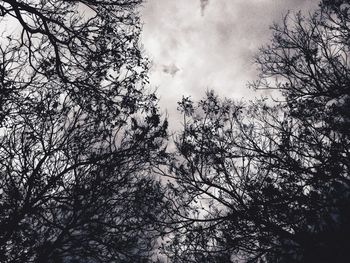 Low angle view of bare trees against sky