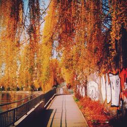 Trees in autumn